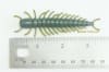 3" Hellgrammite - Image 4 of 0