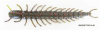 6" Hellgrammite - Image 1 of 0