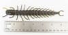6" Hellgrammite - Image 2 of 0