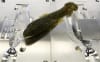 4" HDX Bluegill - with hookslot - Image 3 of 0