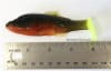 4" HDX Bluegill - with hookslot - Image 4 of 0