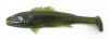 3.25" HDX Swimbait - Paddle Tail - Image 2 of 0