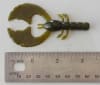 726 Craw - Image 5 of 0