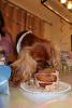 Dog Gender Reveal Cake - Image 2 of 0