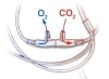 Nomoline Dual Function Oxygen Delivery and CO2 Sampling Nasal Cannula - Image 1 of 0