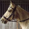 Bitless Bridle - Image 1 of 0