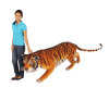 Bengal Tiger Life Like in Multicolored Finish by AFD Home - AFD-10731122 - Image 4 of 0