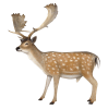 Fallow Deer Buck in Hand-Painted Multicolored Finish by AFD Home - AFD-12017079 - Image 1 of 0