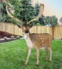Fallow Deer Buck in Hand-Painted Multicolored Finish by AFD Home - AFD-12017079 - Image 2 of 0