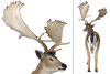 Fallow Deer Buck in Hand-Painted Multicolored Finish by AFD Home - AFD-12017079 - Image 4 of 0