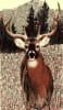 African Elk 5 x 8 Rug by CTC - CTC-AF-Elk - Image 1 of 0