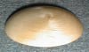 KJUS Female Torso Form with Natural Domed neck cap - Image 2 of 0