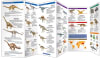 Dinosaur laminated pocket guide. Dinosaurs is a simplified reference guide to the main types of dinosaurs and how and when they evolved to become the dominant land animal on Earth for over 100 million years. This beautifully illustrated guide highlights o - Image 2 of 0
