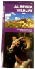 Alberta Wildlife Folding Pocket Guide. Alberta Wildlife is the perfect pocket-sized, folding guide for the nature enthusiast. The beautifully illustrated guide highlights over 140 familiar species of birds, m - Image 1 of 0