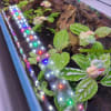 Lifegard Aquatics 24" Full Spectrum Aquarium LED Light - Image 2 of 0