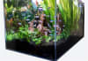 Lifegard Aquatics 7.43 Gallon Ultra Crystal Clear Aquarium w/ Side Filter - Image 4 of 0
