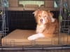 Big Barker 4" Orthopedic Crate Bed- MEDIUM - Image 1 of 0
