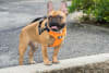 Sleepypod Clickit Sport Plus Car Harness-X LARGE - Image 2 of 0