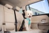 Sleepypod Clickit Sport Plus Car Harness-X LARGE - Image 5 of 0