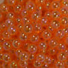 12mm Orange Clear AB Finish Miracle Acrylic Bubblegum Beads - Image 2 of 0