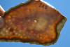 GHOST CORAL -INDONESIA - Image 2 of 0