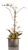 Orchid Plant Arrangement - Image 1 of 0