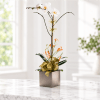 Orchid Plant Arrangement - Image 2 of 0