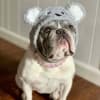 Koala Bear Dog Halloween Costume - Image 2 of 0