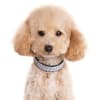 VIP Rhinestone Dog Collars - Image 2 of 0