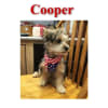 American Flag Small Dog Harness - Image 4 of 0