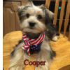American Flag Small Dog Harness - Image 5 of 0