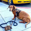 Leopard Print Leather Designer Dog Harness - Image 2 of 0