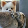 Glitzerati Luxury Dog Carrier with Fur Trim - Image 3 of 0