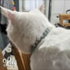 Crystal Kitty Leather Breakaway Cat Collars with Bell - Image 5 of 0