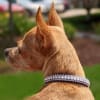 Fancy Diamonds Puppy Collars | Pink or Purple - Image 2 of 0