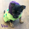Dinosaur Hooded Dog Sweater | Costume - Image 3 of 0