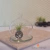 Glass Bubble Dome & plate Terrarium - Image 1 of 0