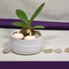 Tegan Centerpiece Bowl - Image 4 of 0