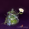 All Glass Dome Terrarium - Image 3 of 0