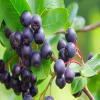 Acai Berry Lotion - Image 1 of 0