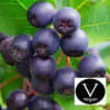 Acai Berry Lotion - Image 2 of 0