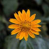 Arnica Butter - Image 1 of 0