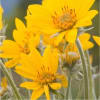 Arnica Butter - Image 2 of 0
