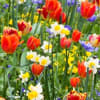 Early Springtime Breeze Aroma - Oil Based - Image 1 of 0