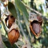 Jojoba Butter - Image 1 of 0