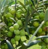Olive Lotion Base - Image 1 of 0