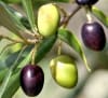 Olive Lotion Base - Image 2 of 0