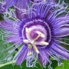 Passion Flower Extract - Water Based - Image 1 of 0