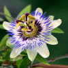 Passion Flower Extract - Water Based - Image 2 of 0