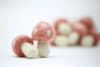 Felt Mushrooms - Cotton Candy - Image 1 of 0